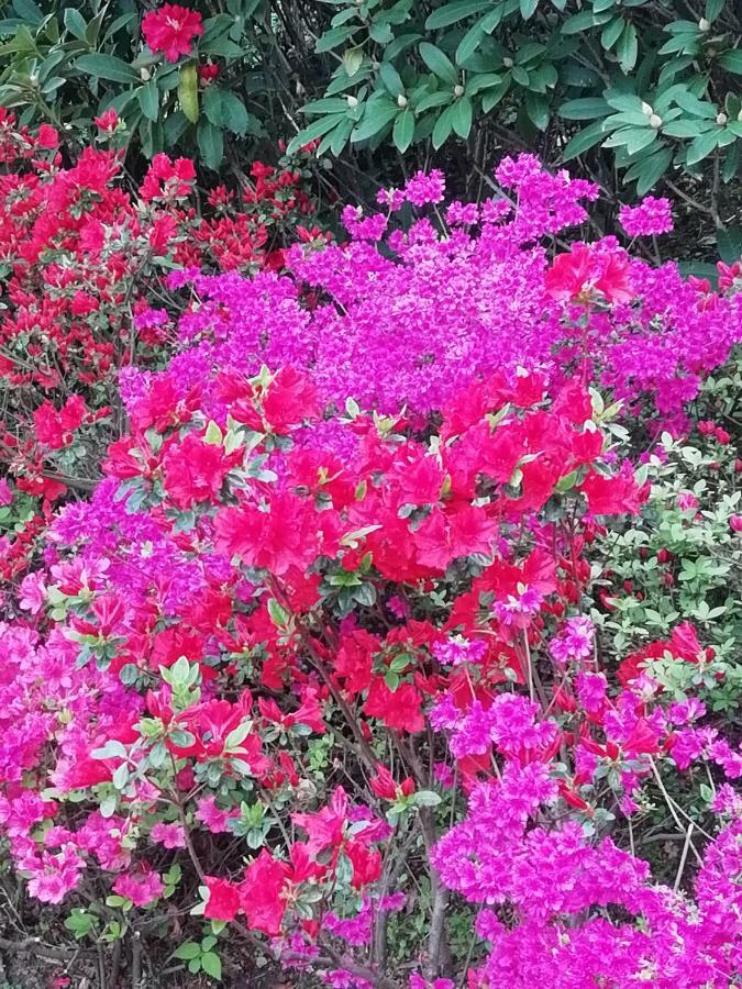 לאבנה פונטה טרסה Villa Banfi מראה חיצוני תמונה